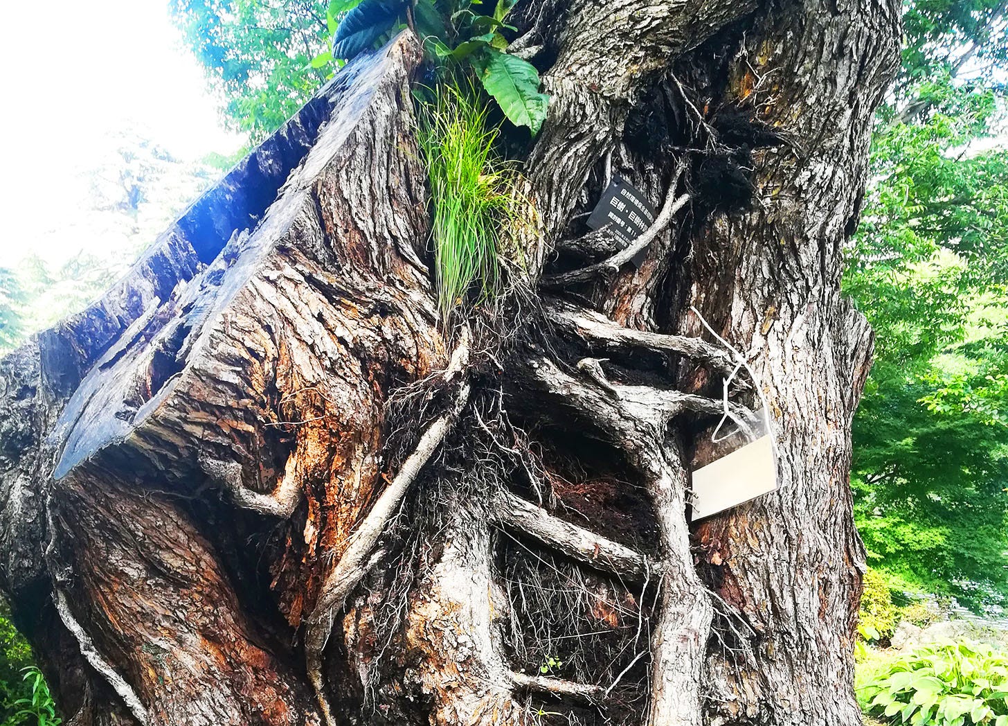 a tree stump wrapped around a tree trunk because the two trees had grown together and one died.