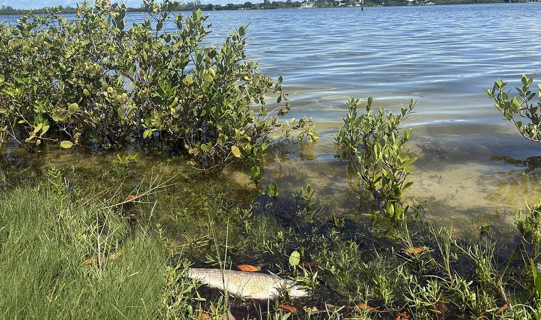 Dead Fish in Palma Sola Bay Linked to Harmful Algal Bloom