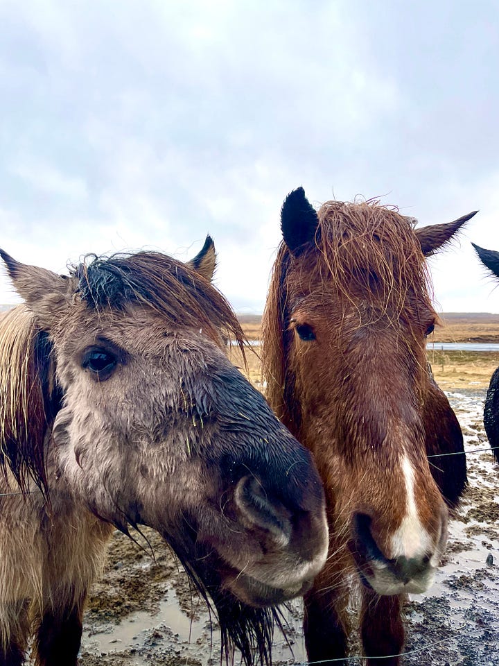 Sammy feeds shaggy, brown horses in Iceland.