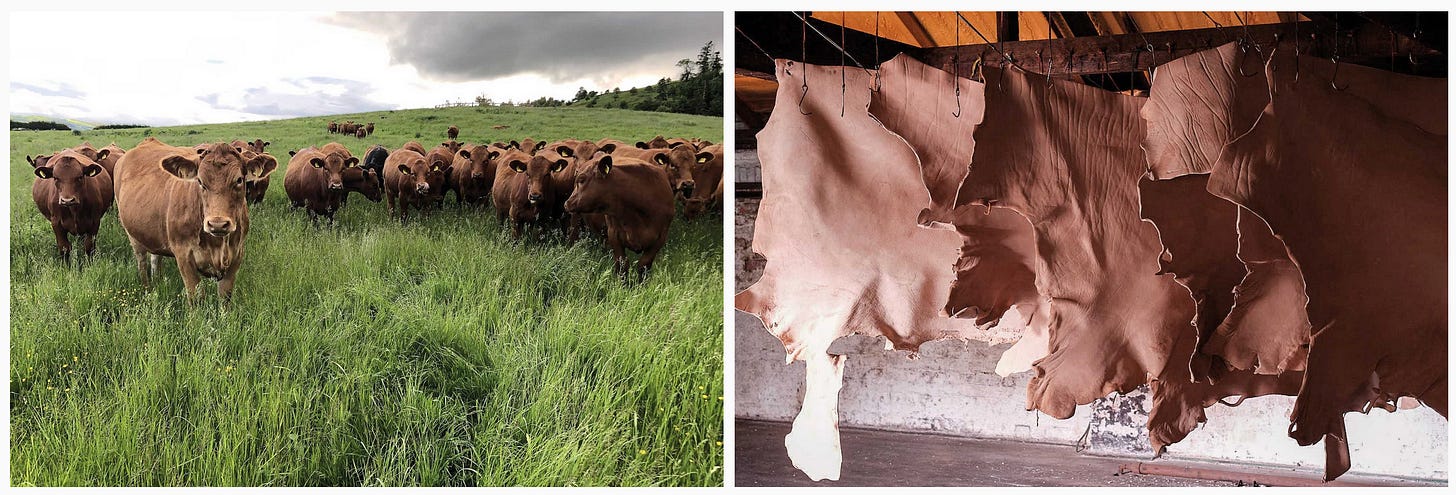 Images: 1. Pasture-fed cattle in a herd at Linley Farm, Shropshire [Credit: British Pasture Leather]; 2. Hides hanging from the ceiling, probably drying at some point in the processing, showing the uniqueness of grain with each. [Credit: potentially Jason Lowe for British Pasture Leather]