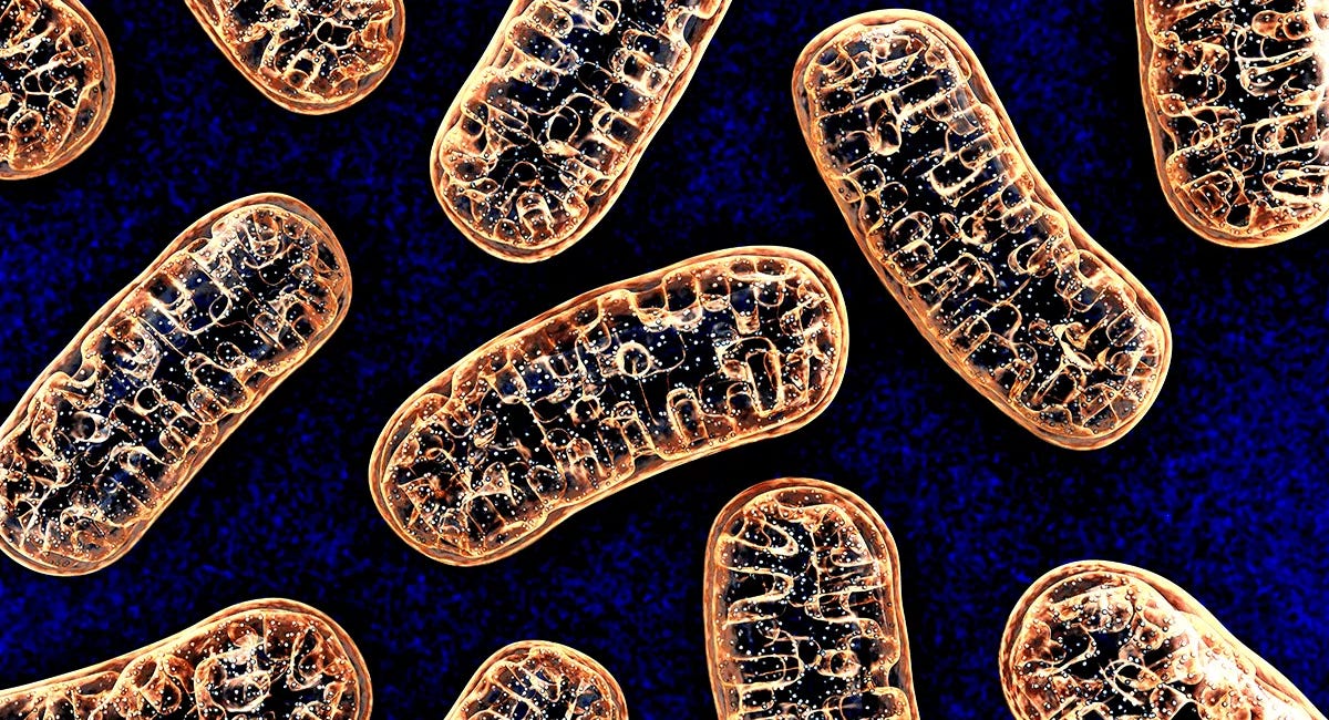SS-31: The Peptide That Fixes Your Mitochondria