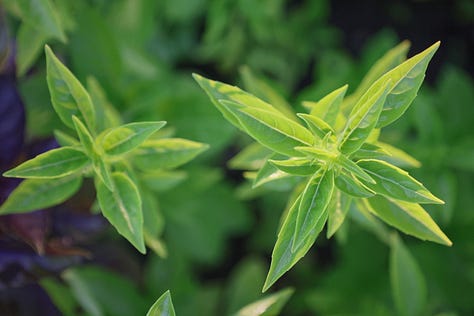 various basil plant varieties