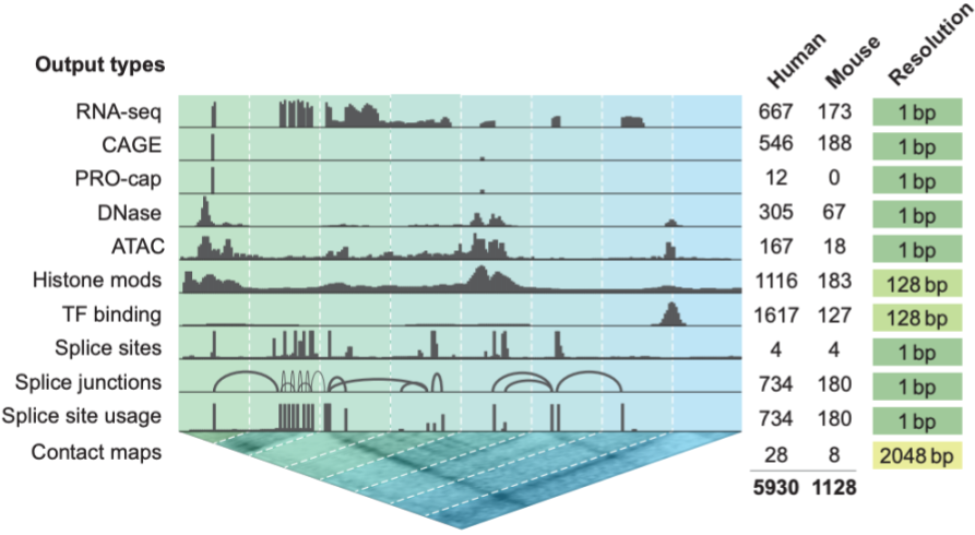AlphaGenome: A journey through the biology and the data