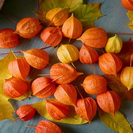 alchechengi (con sbrinz)