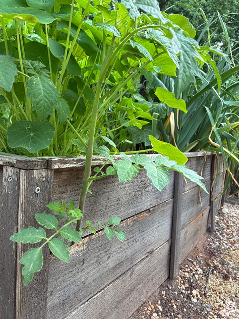 kitchen garden close ups