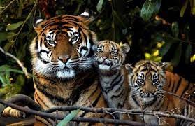 Beautiful Tiger Mum And Cubs : r/hardcoreaww