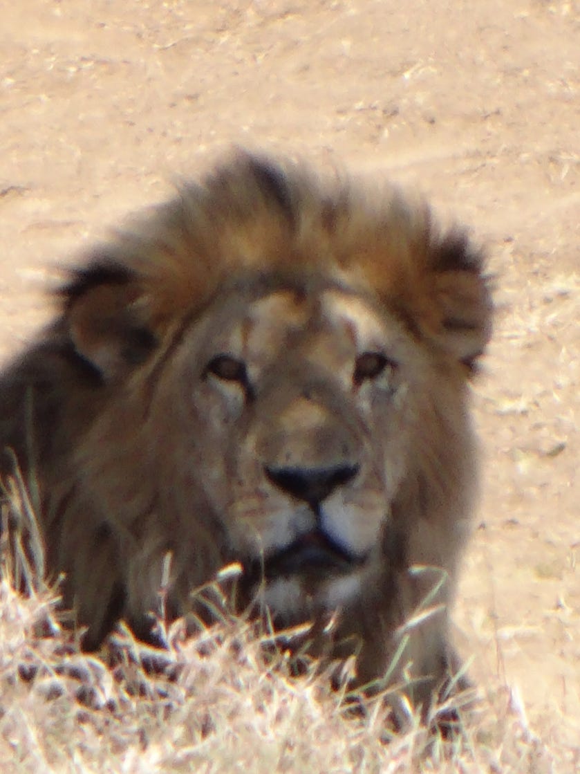 Simba