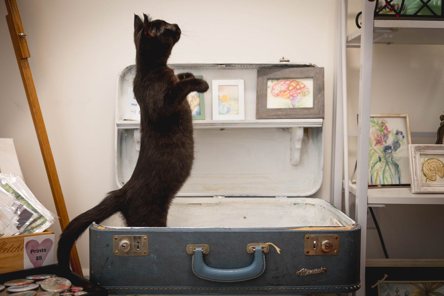 Kitsa stands in a suitcase in a small watercolor studio. (Photo by Andy Dickson)