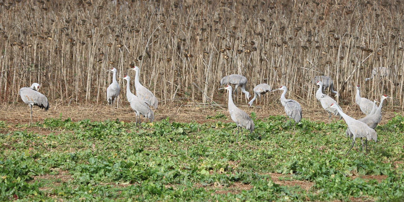 Hiwassee Wildlife Refuge