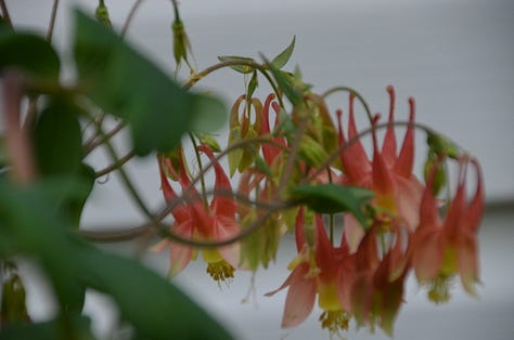 different colored Columbine flowers - purple, pink, purple and white, burgundy, orange and yellow