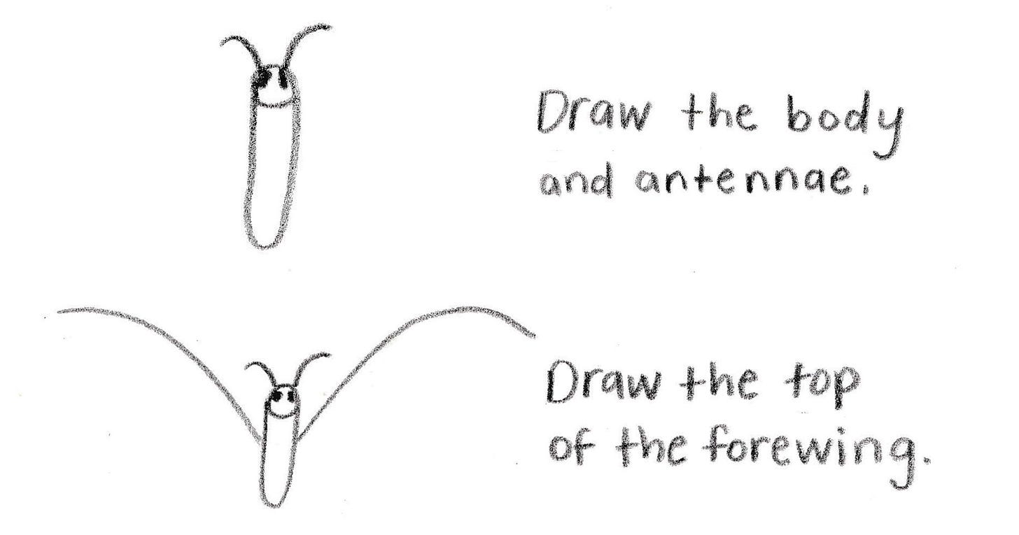 how to draw a butterfly how to draw a butterfly