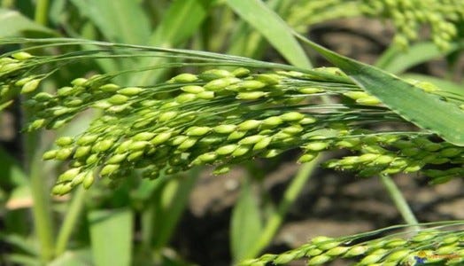 Fonio grain 