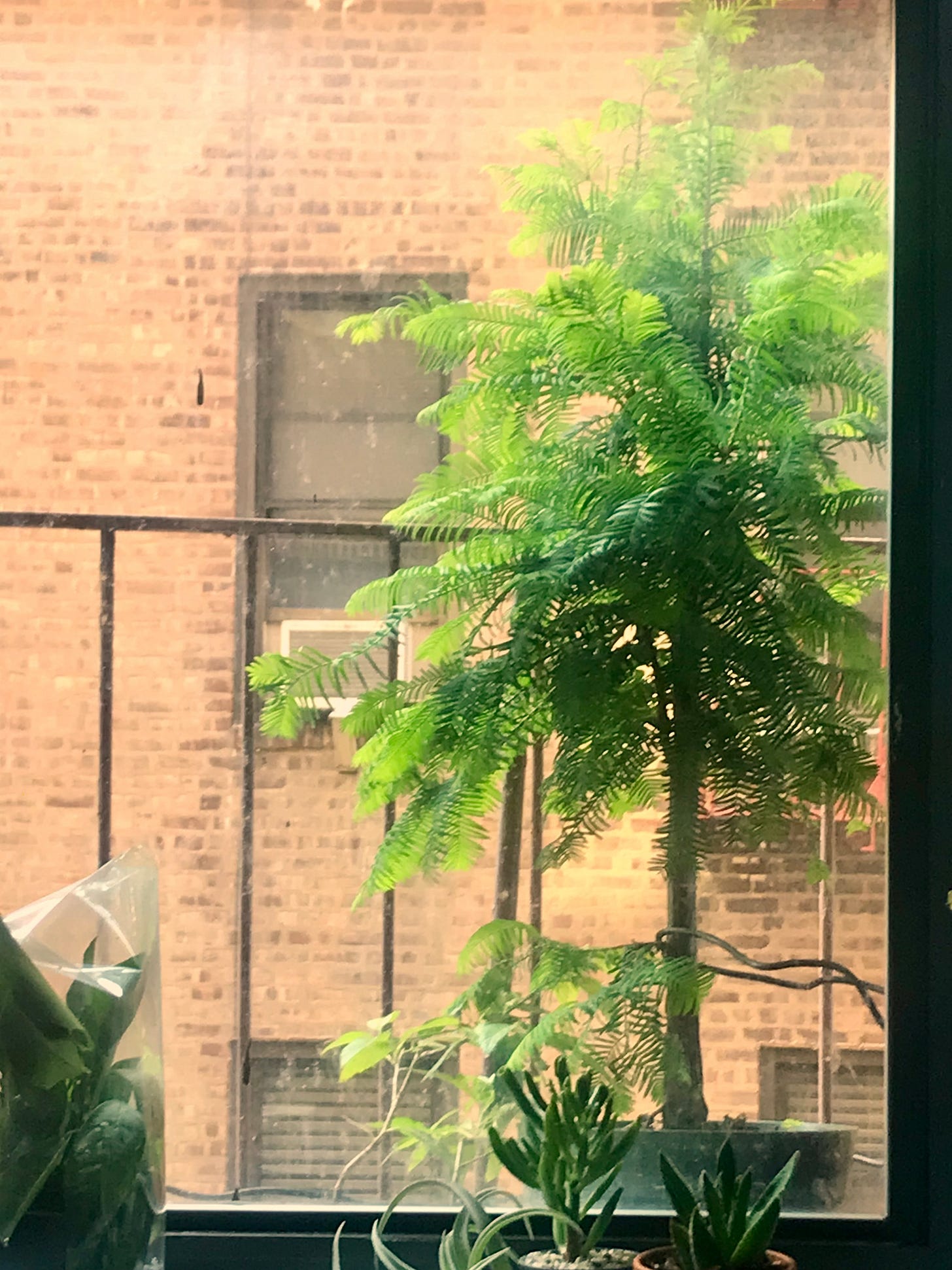 Image description: Photo of my dawn redwood today, fully of bushy, vigorous growth. End image description.
