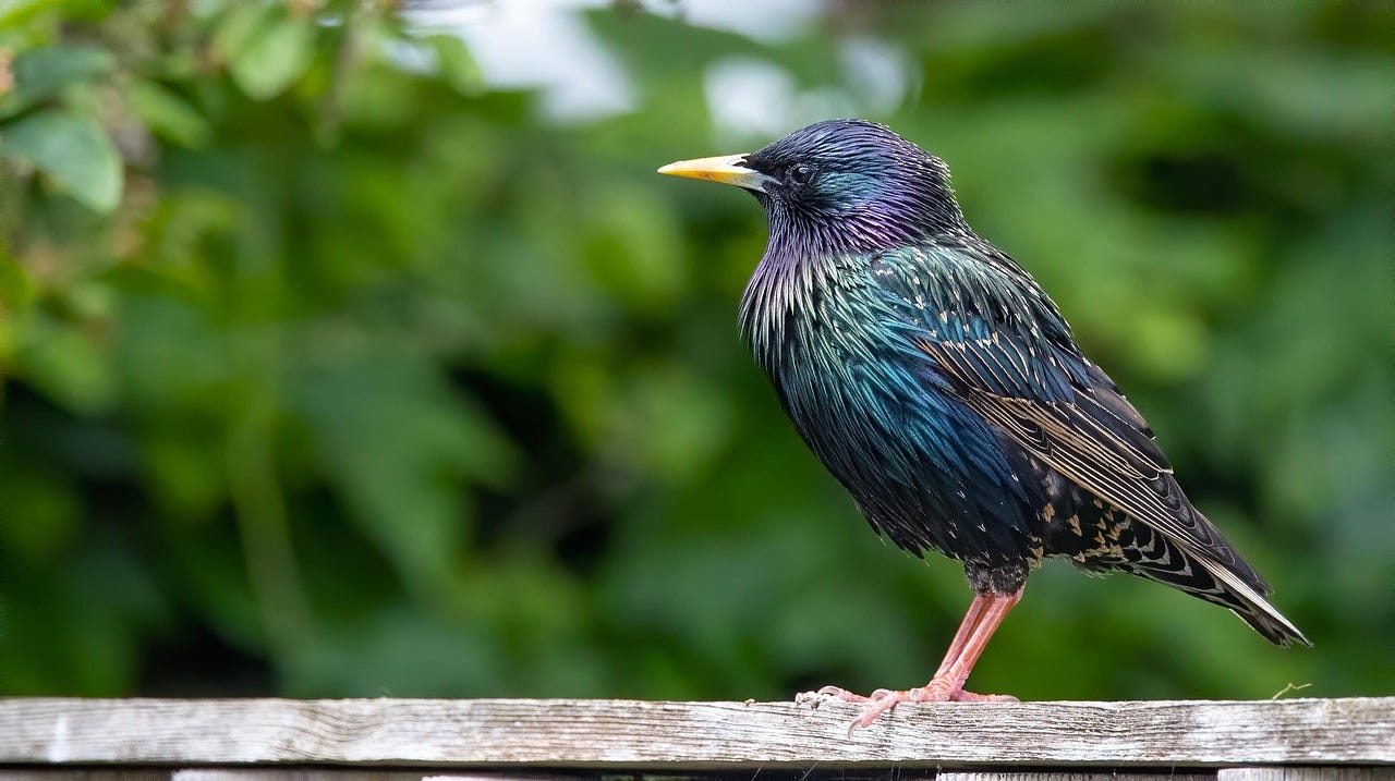 A photo of a common starling standing on a wooden fence facing left. The background is green vegetation.