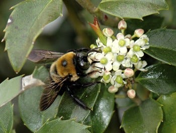 bee working holly flowers