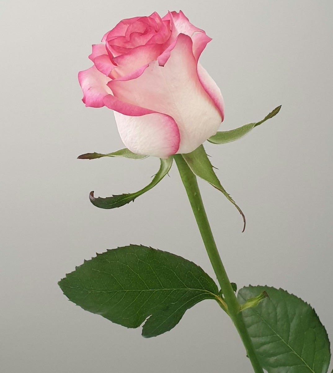 pink rose in close up photography pink rose in close up photography