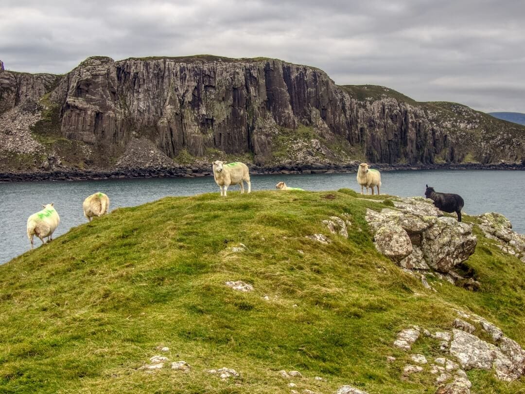 Sheep standing on a grassy mound with cliffs in the background