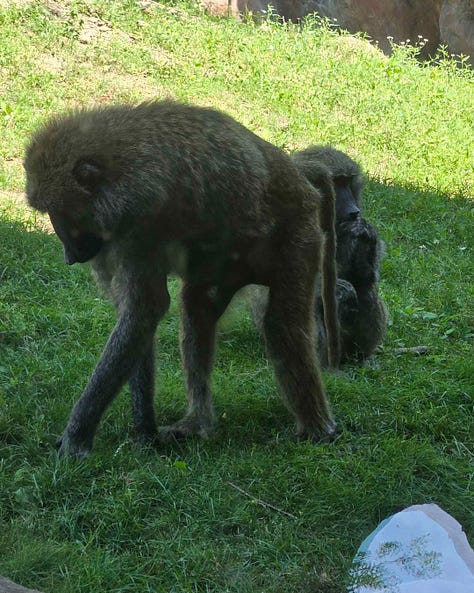 Pictures of baboons, an orangutan, a spider monkey, and a gorilla.