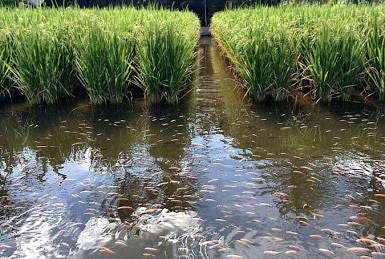 An ancient agricultural symbiosis: Rice and fish growing together., AI generated