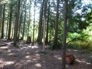 Confrontation at the naked tree