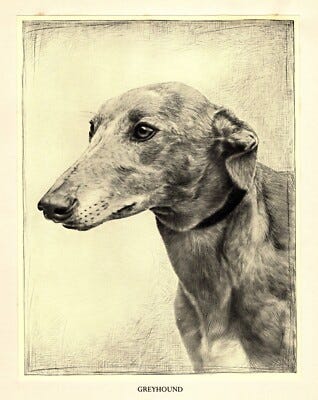 1935 Antique Greyhound Print Malcolm Nicholson Greyhound Art Illustration 5579n | eBay 1935 Antique Greyhound Print Malcolm Nicholson Greyhound Art Illustration 5579n | eBay