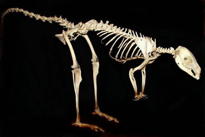 Kangaroo Skeleton Kangaroo Skeleton, Beautiful Skeleton, Types Of Bones, Wet Specimen, Animal Skeletons, Human Bones, Vulture Culture, Animal Anatomy, Skeleton Bones Kangaroo Skeleton Kangaroo Skeleton, Beautiful Skeleton, Types Of Bones, Wet Specimen, Animal Skeletons, Human Bones, Vulture Culture, Animal Anatomy, Skeleton Bones