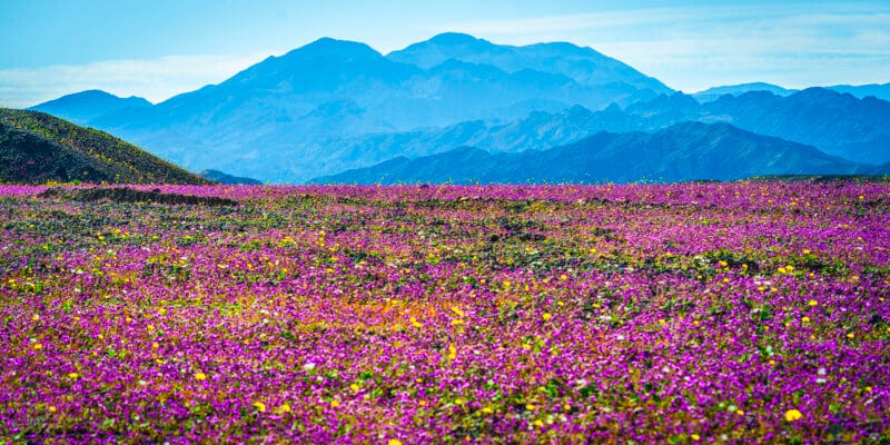 A vibrant field covered in pink and yellow wildflowers stretches toward distant blue mountains under a clear sky.