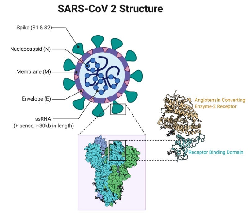 SARS- CoV 2 Structure SARS- CoV 2 Structure
