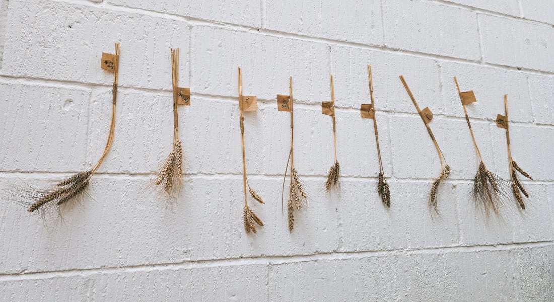 A row of wheat plants taped onto a white brick wall