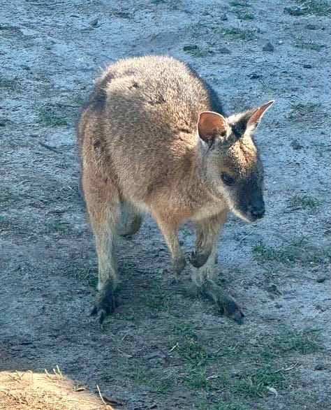 Clear blue water, a rugged coastline, women swimming, blowing out candles, a wallaby