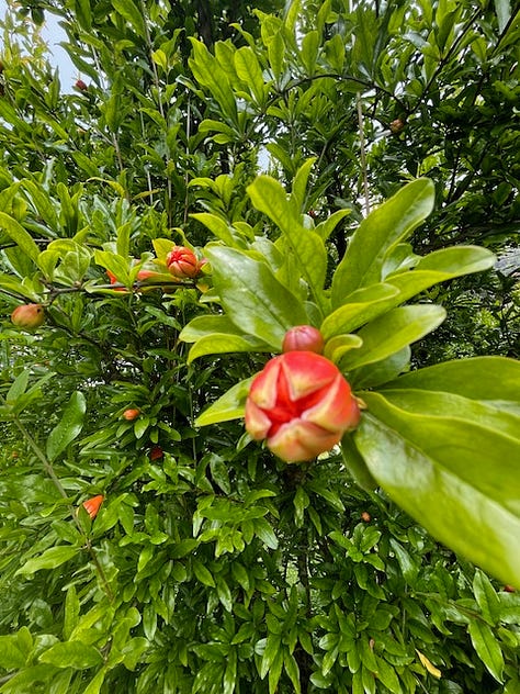 top L-R: pomegranate blossom, lake como sunrise, early persimmons, hydrangea wall, in season loquats, lettuce and 2 kinds of peas, Eddy recovering well from broken leg!