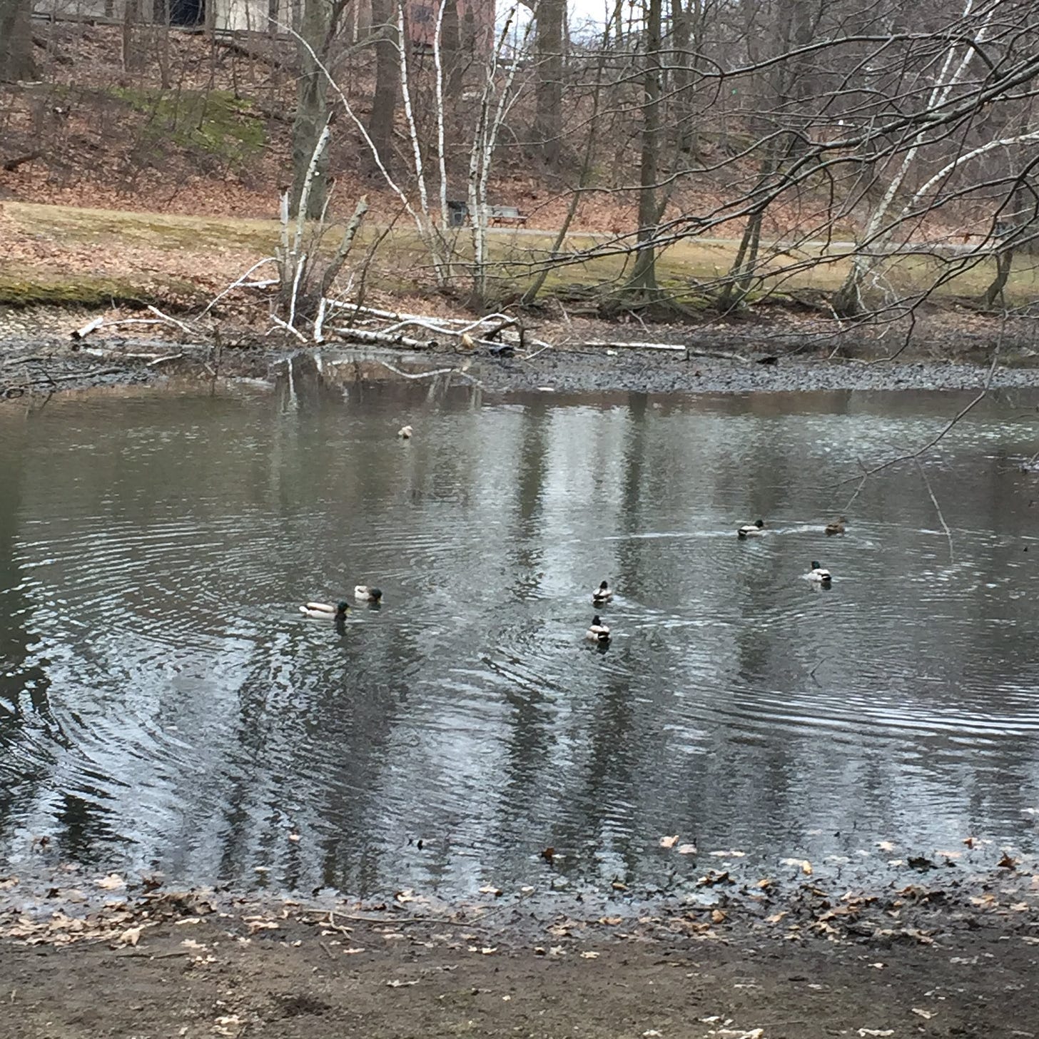 photo of a duck pond