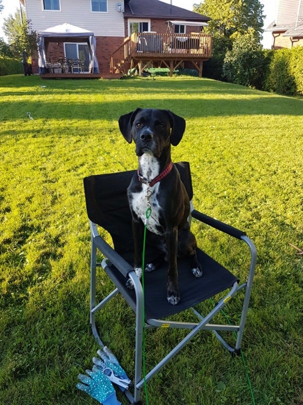black dog with white chest in grassy backyard