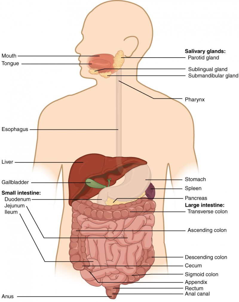 This diagram shows the digestive system of a human being, with the major organs labeled. This diagram shows the digestive system of a human being, with the major organs labeled.