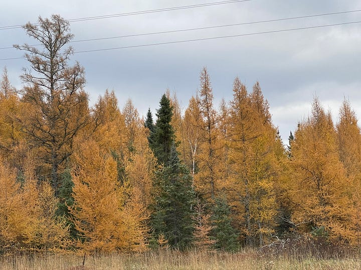 A row of trees with yellow needles mixed with evergreens.