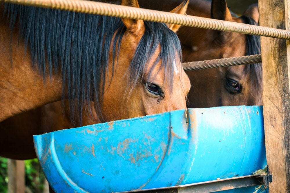 horses eating from big blue tub