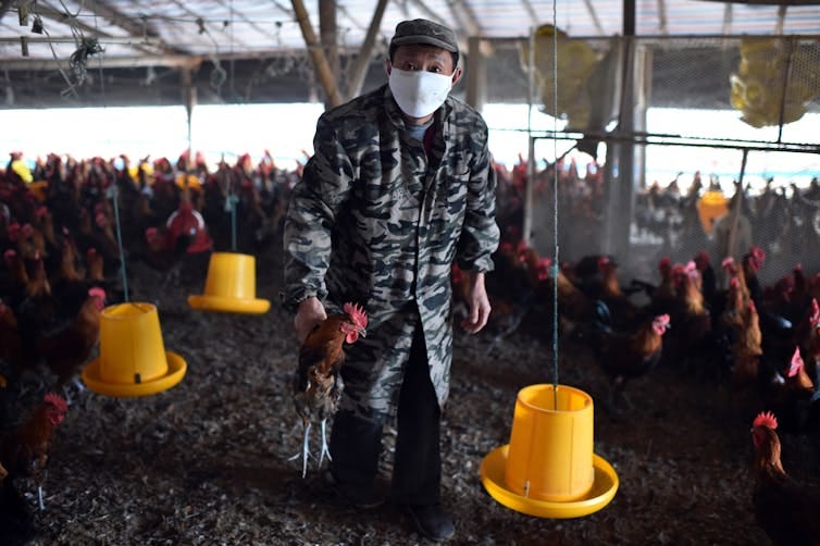 A worker holding a chicken.