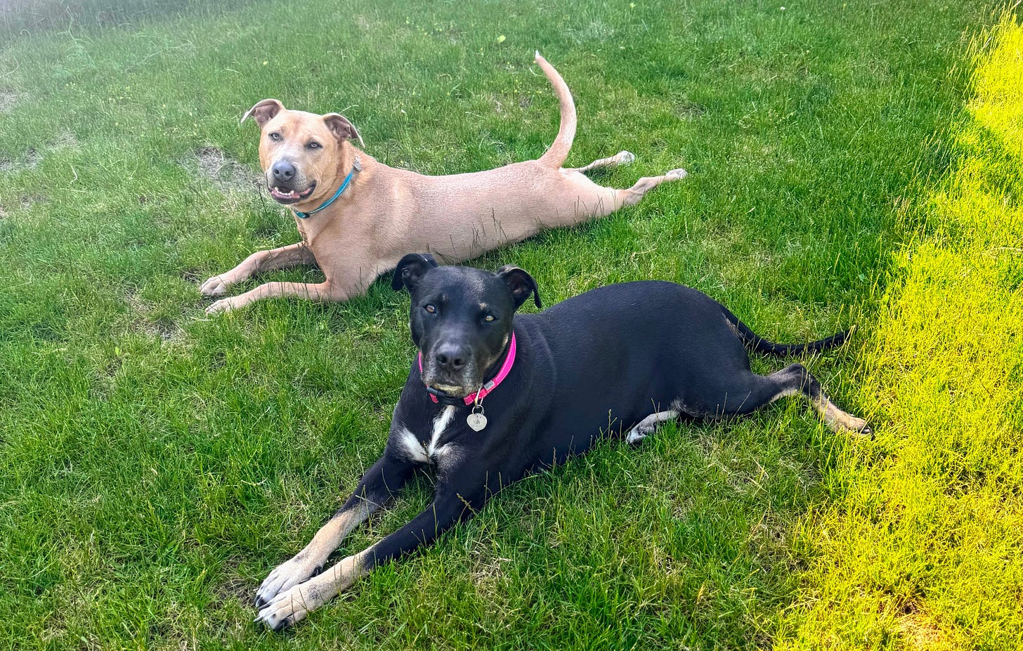 Goobers on the grass.