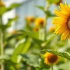 From Zyklon B to GMO Seeds: A Corporate Love Story