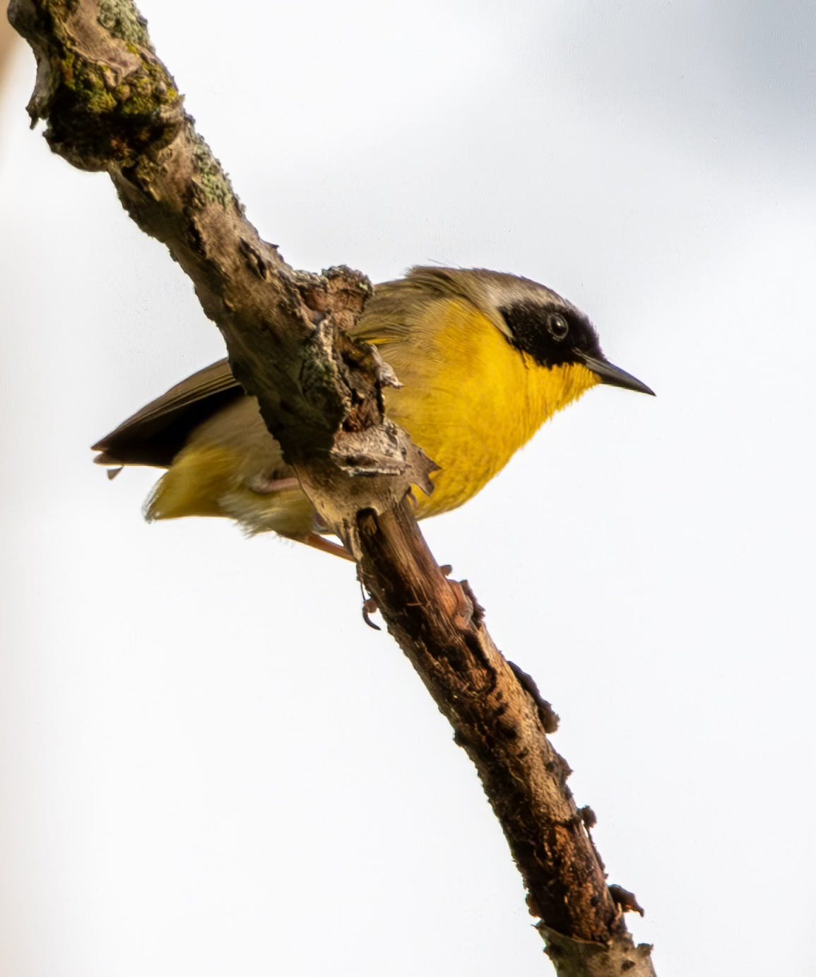 A common yellow-throated warbler (a small bird with brilliant yellow throat and belly and a black mask) perches on a branch