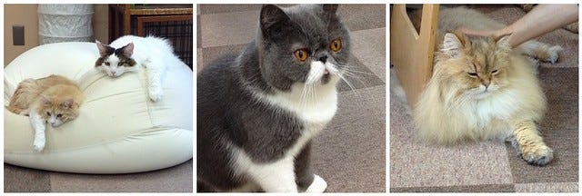 Cat Montage 2 Cat Montage 2