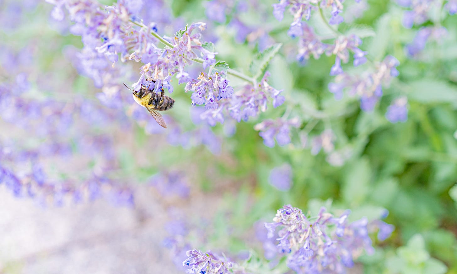 a honey bee getting pollen from catmint