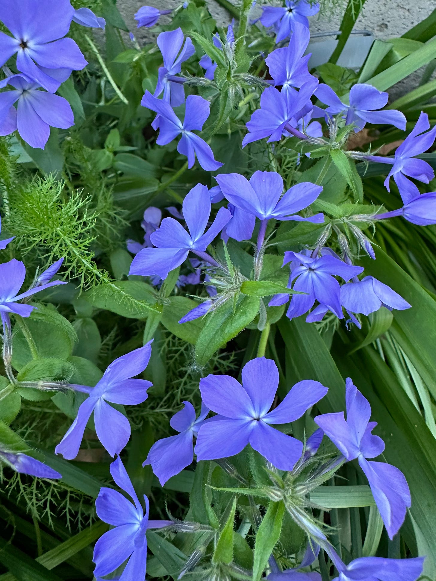 blue garden phlox