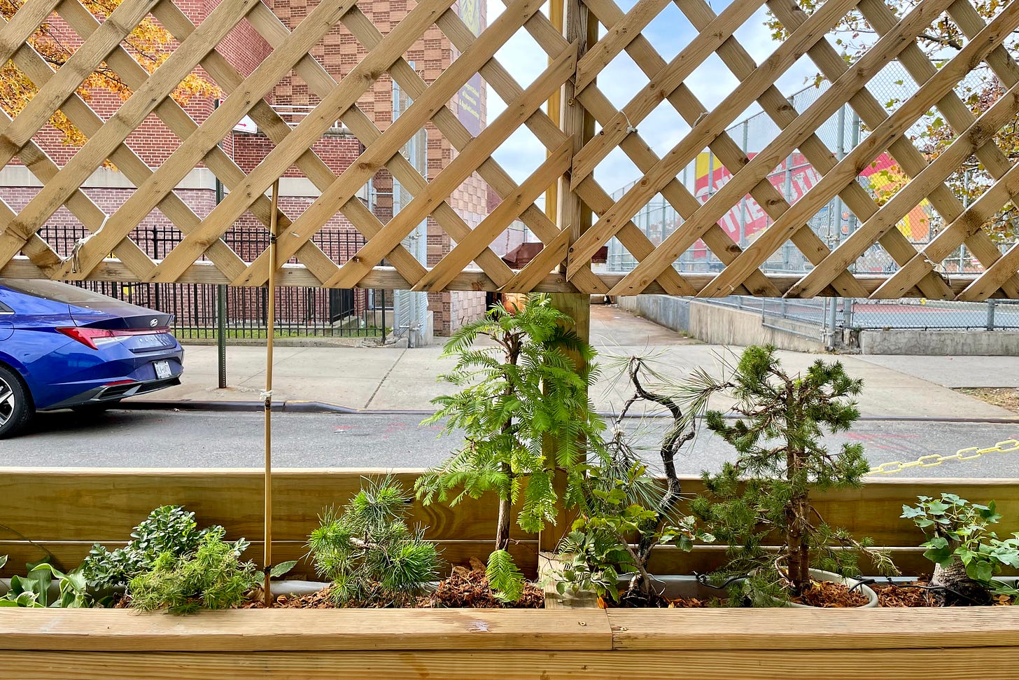 Image description: lineup of bonsai trees in a wooden planter at their new home at The Queensboro restaurant. End image description.