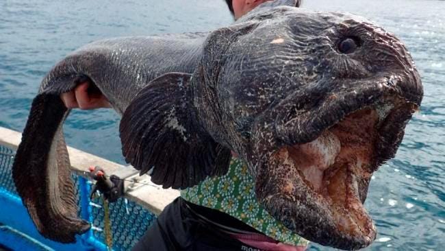 How monster 'Godzilla' wolffish of Fukushima five times bigger than normal  emerged after Japanese nuclear disaster | The Sun