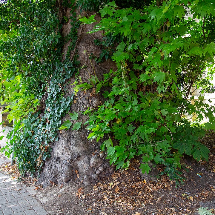 Details of an oriental plane tree