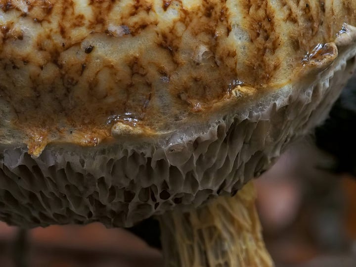 Austroboletus novae-zelandiae