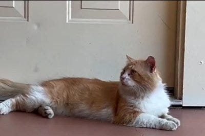 Cat escapes Florida vet, takes nearly 3-mile journey home