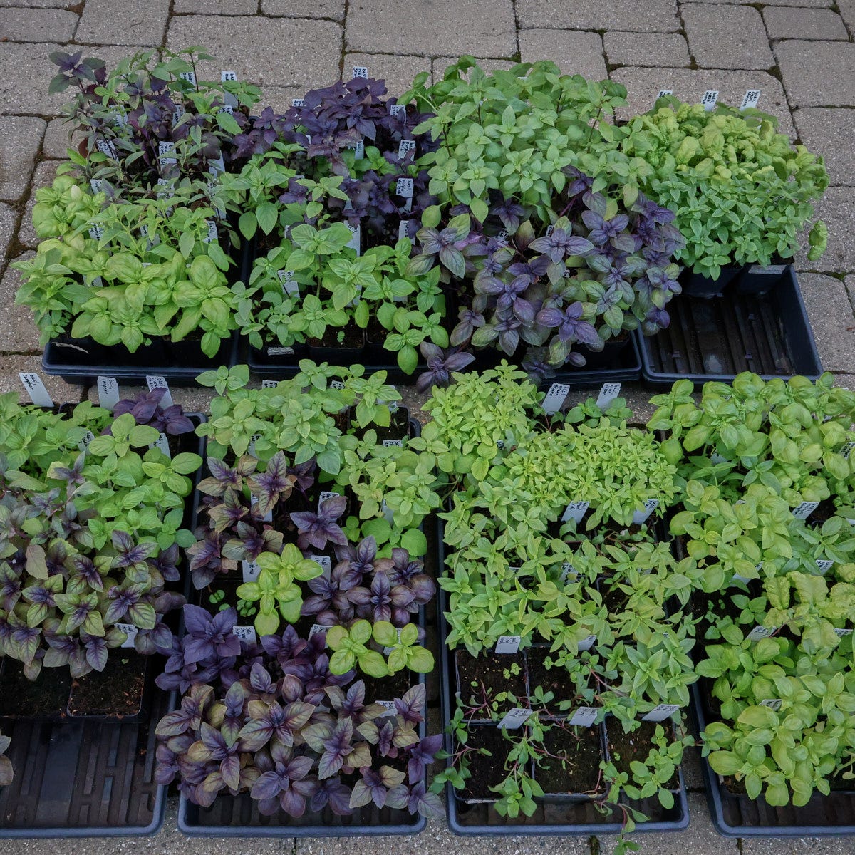 multicolored varieties of basil seedlings in nursery trays multicolored varieties of basil seedlings in nursery trays