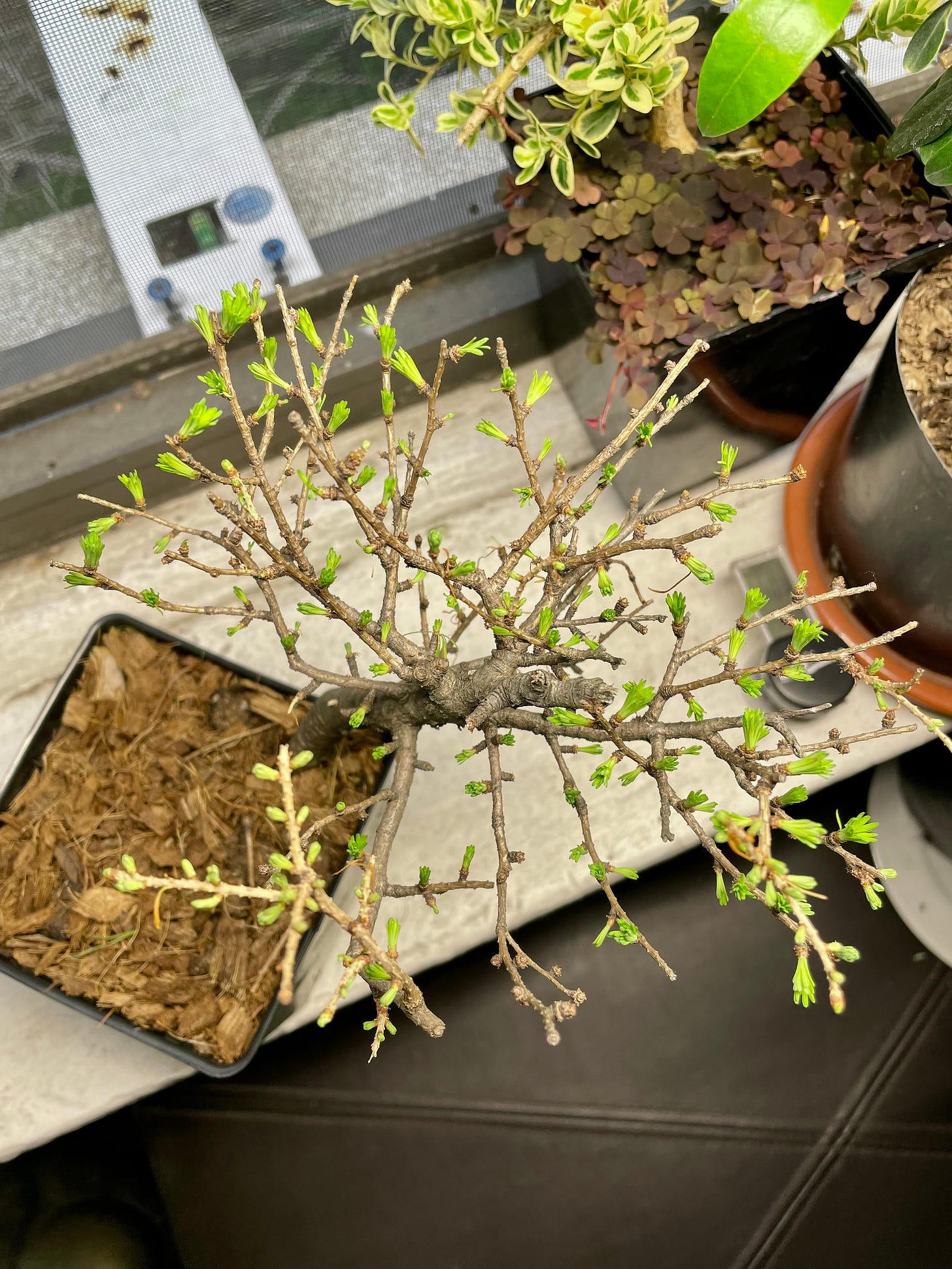 ID: Overhead photo of unpruned larch tree with new needles just shooting out.